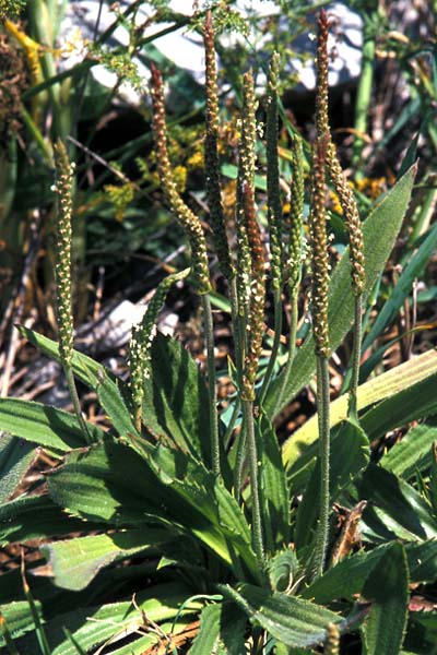 Plantain à feuilles dentées